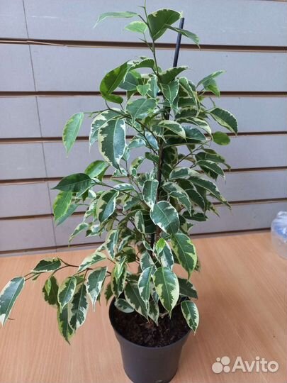 Фикус бенджамина Be Samantha