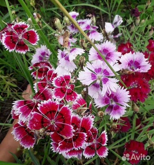 Цветочная рассада