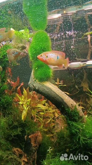 Хромис красавец, рыба аквариумная