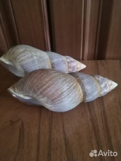 Ракушка Африканских улиток Ахатина