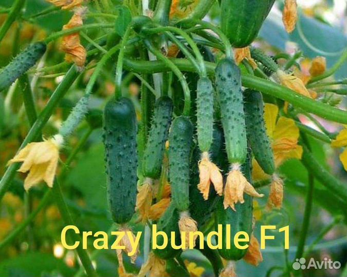 Самый урожайный огурец Crazy Bundle F1