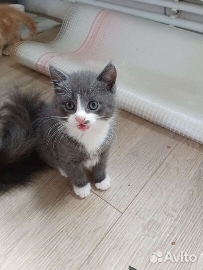 Котята в добрые руки бесплатно
