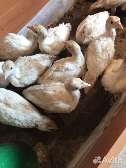 Индюшата хайбрид конвертер канада