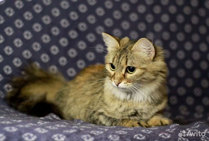 Тина мечтает о любви