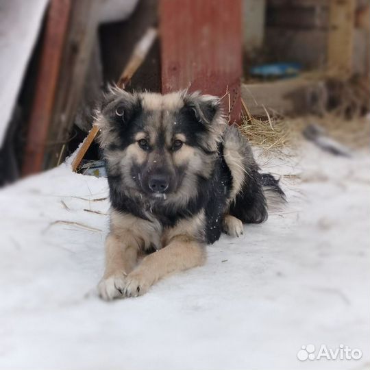 Кобель