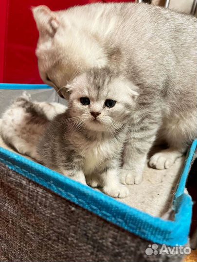 Шотландские шиншиллы котята
