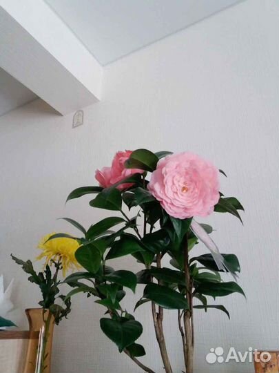 Обои, покраска, малярные работы