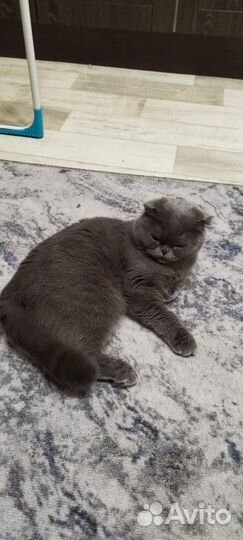 Кошка вислоухая