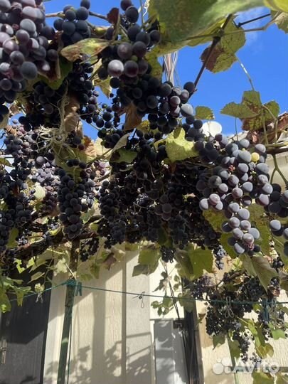Продам виноград Изабелла