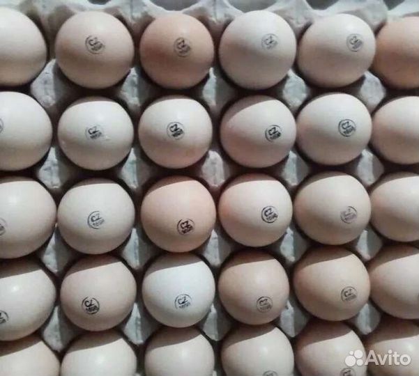 Инкубационное яйцо бройлера кобб 500