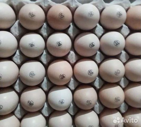 Инкубационное яйцо бройлера кобб 500