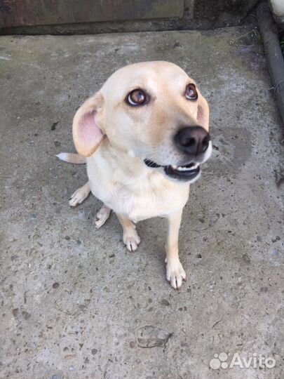 Собака в добрые руки