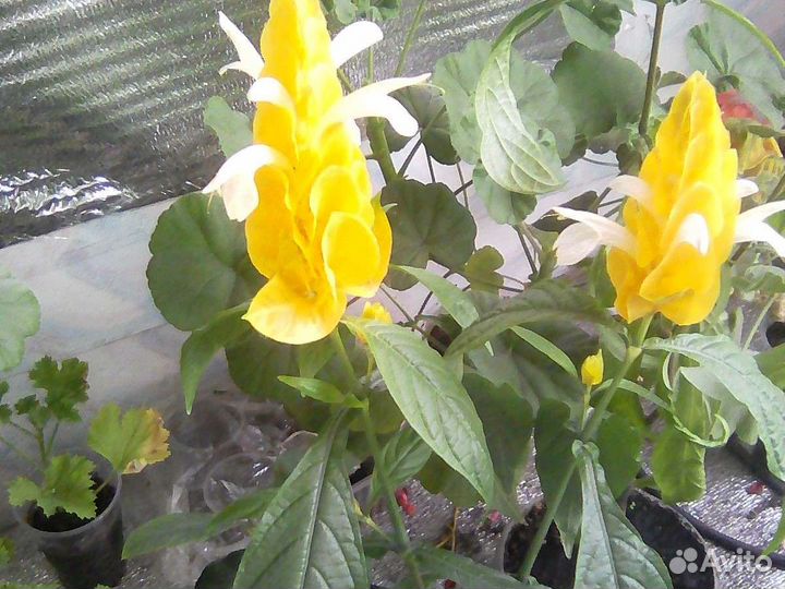 Цветы для души и дома