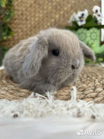 Вислоухие кролики