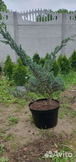 Хвойные растения