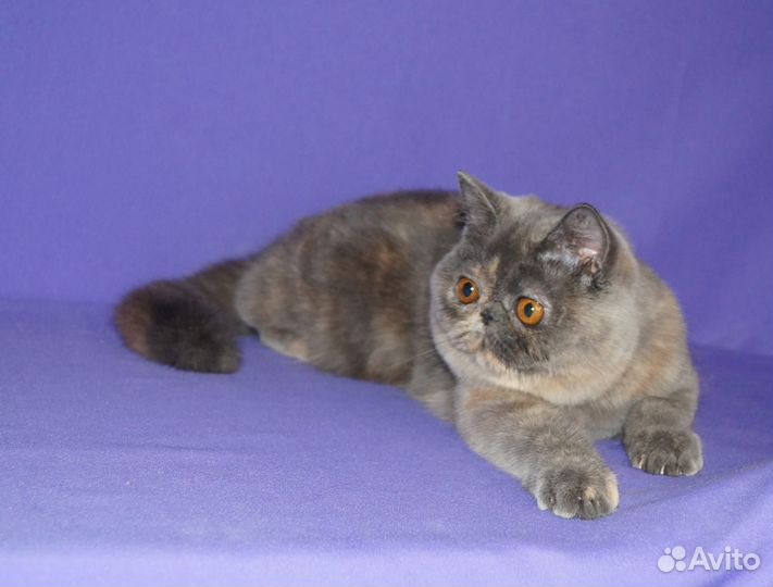 Экзотическая девочка