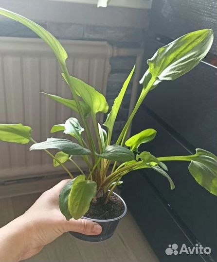 Дримиопсис