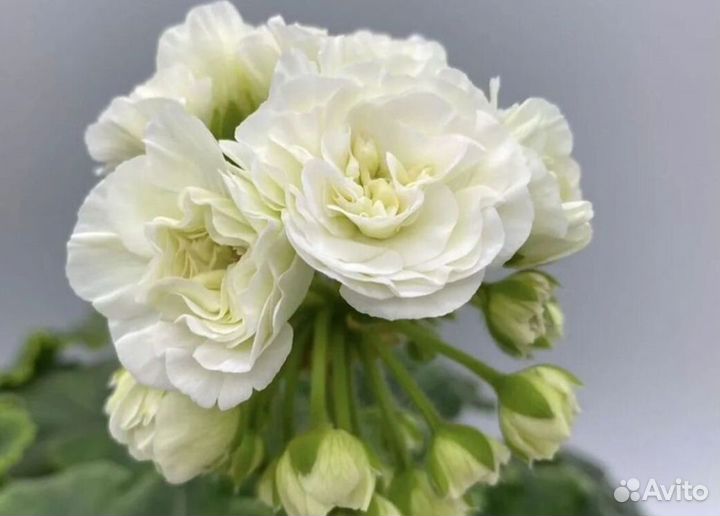 Пеларгонии сортовые