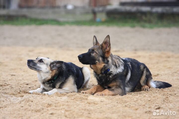Дрессировка, тренировка, выгул, социализация собак