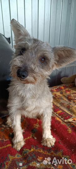 Собака, в добрые руки