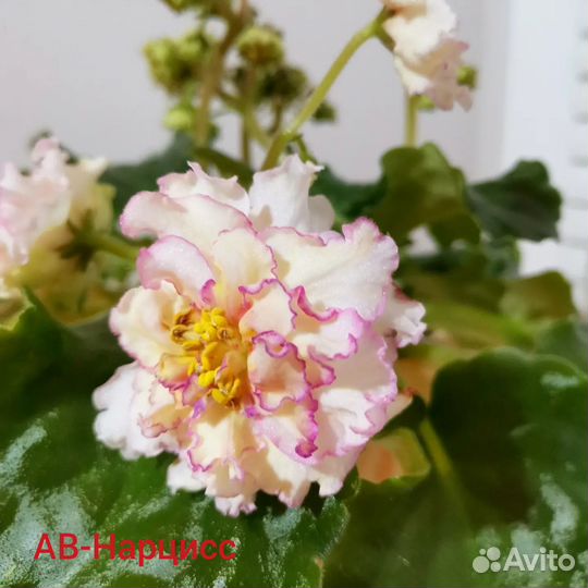 Детки фиалок набором