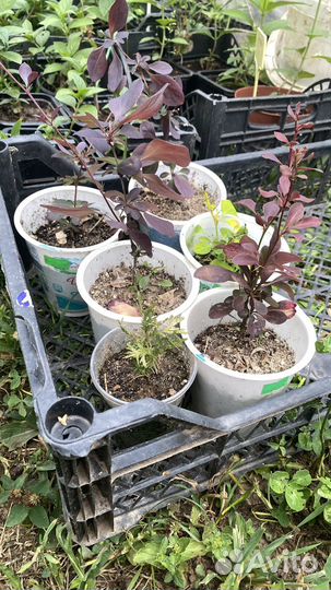 Барбарис тунберга