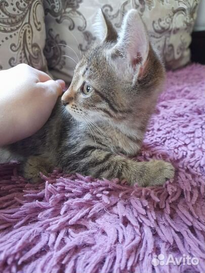 Котенок мальчик в дар