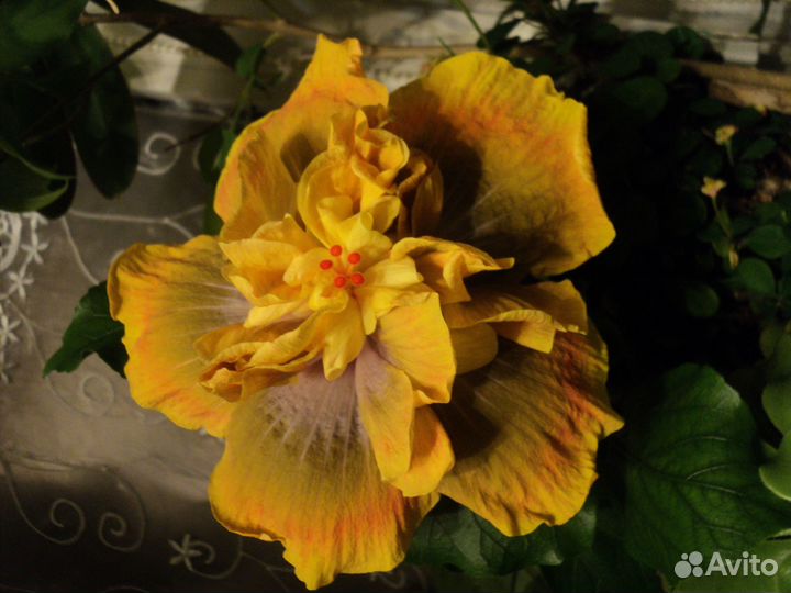 Свежесрезанные черенки экзотических растений