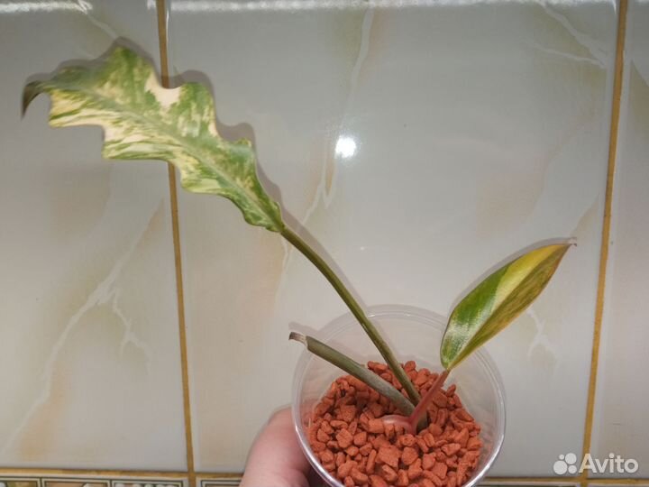 Филодендрон карамель вариегатная