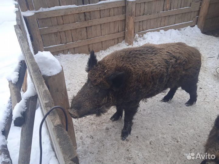 Кабаны вальерного содержания