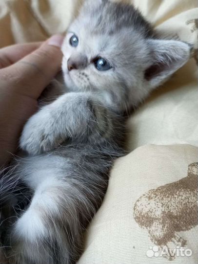 Британские котята