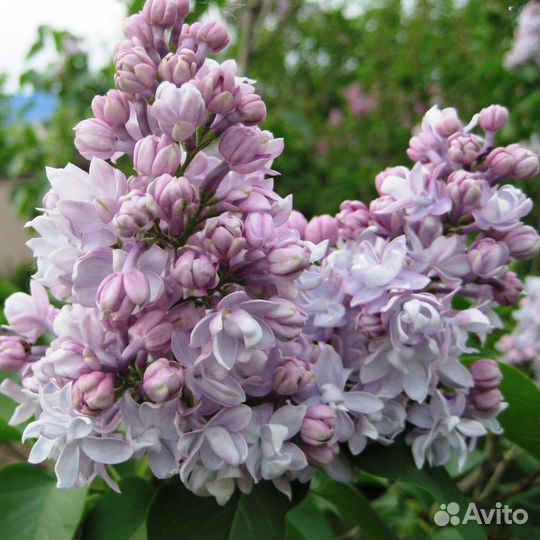 Сирени в Новосибирске