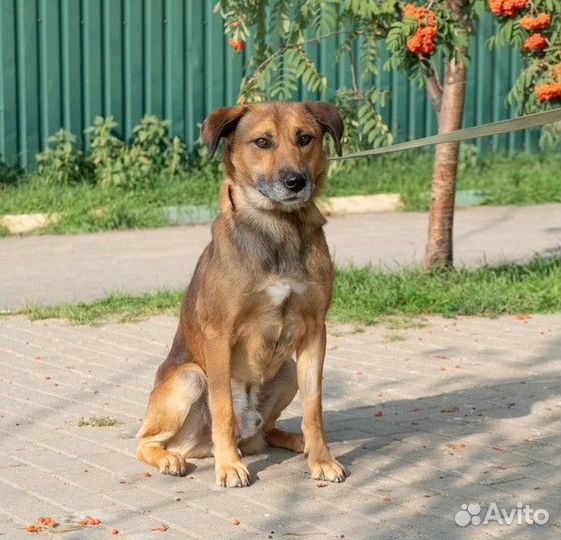 Весёлый, энергичный Рэд в добрые руки