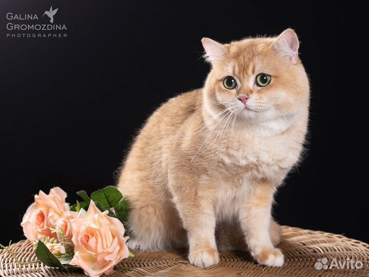 Кот вri ny 12 на вязку