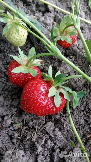 Клубника рассада