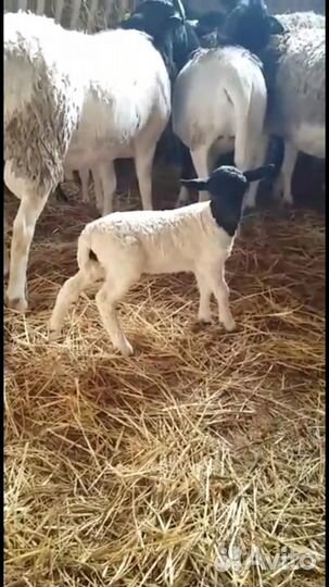 Дорпер, овцы Черноголовые и белые,ягнята