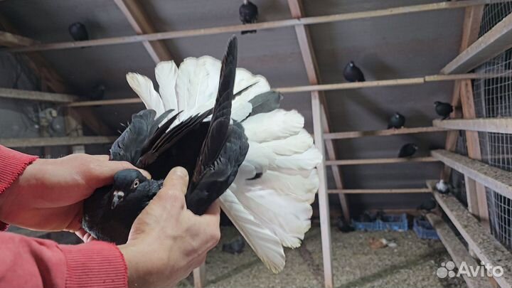 Голуби николаевские красные белохв крытые