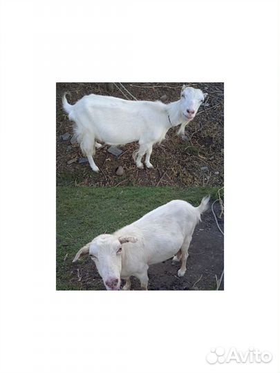 Продаются козы