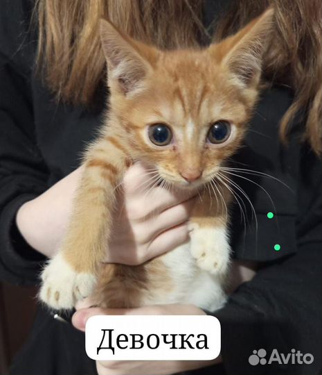 Домашние кошки