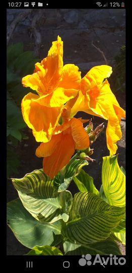 Канна,клубни,многолетник