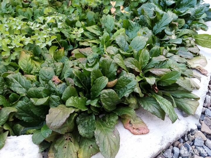 Живучка ползучая