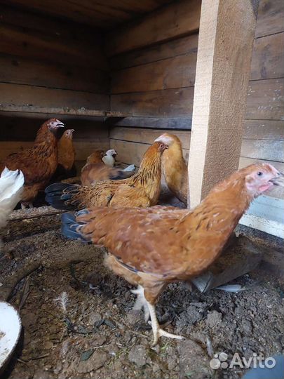 Цыплята Кучинская Юбилейная