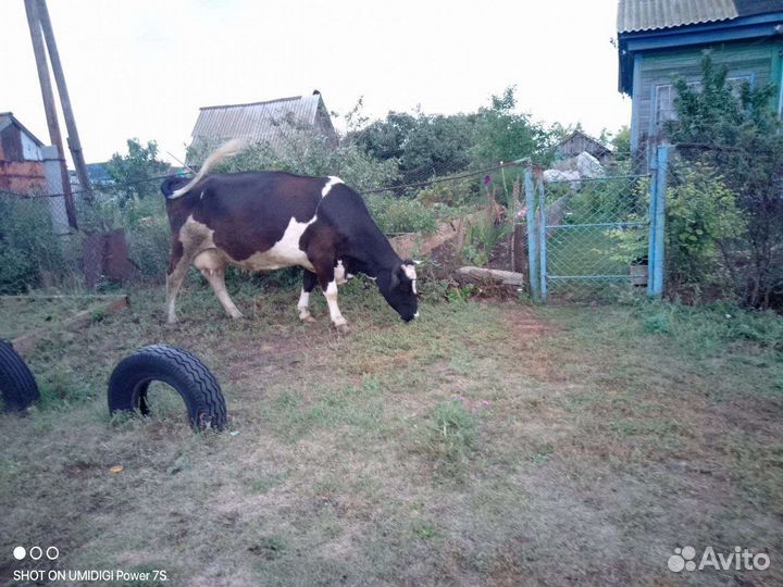 Корова дойная