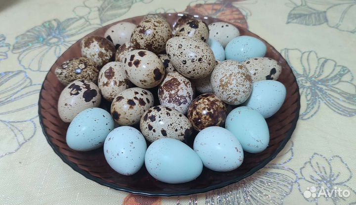Перепелинное мясо и яйца
