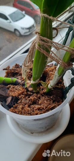 Орхидея каттлея lc. Chyyong Guu Swan Ruby Lip