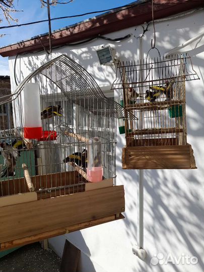 Щегол, певчие птицы