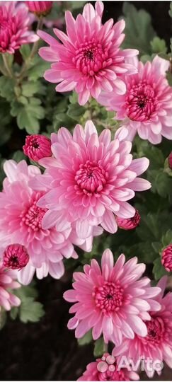 Хризантема корейская