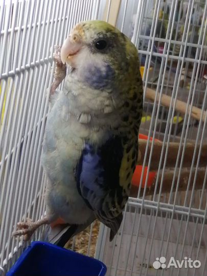 Попугай розелла, корелла, какарик и другии