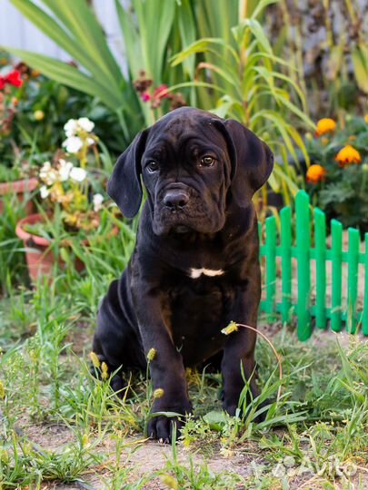 Щенки из профессионального питомника