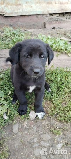 Собака в добрые руки отдам бесплатно